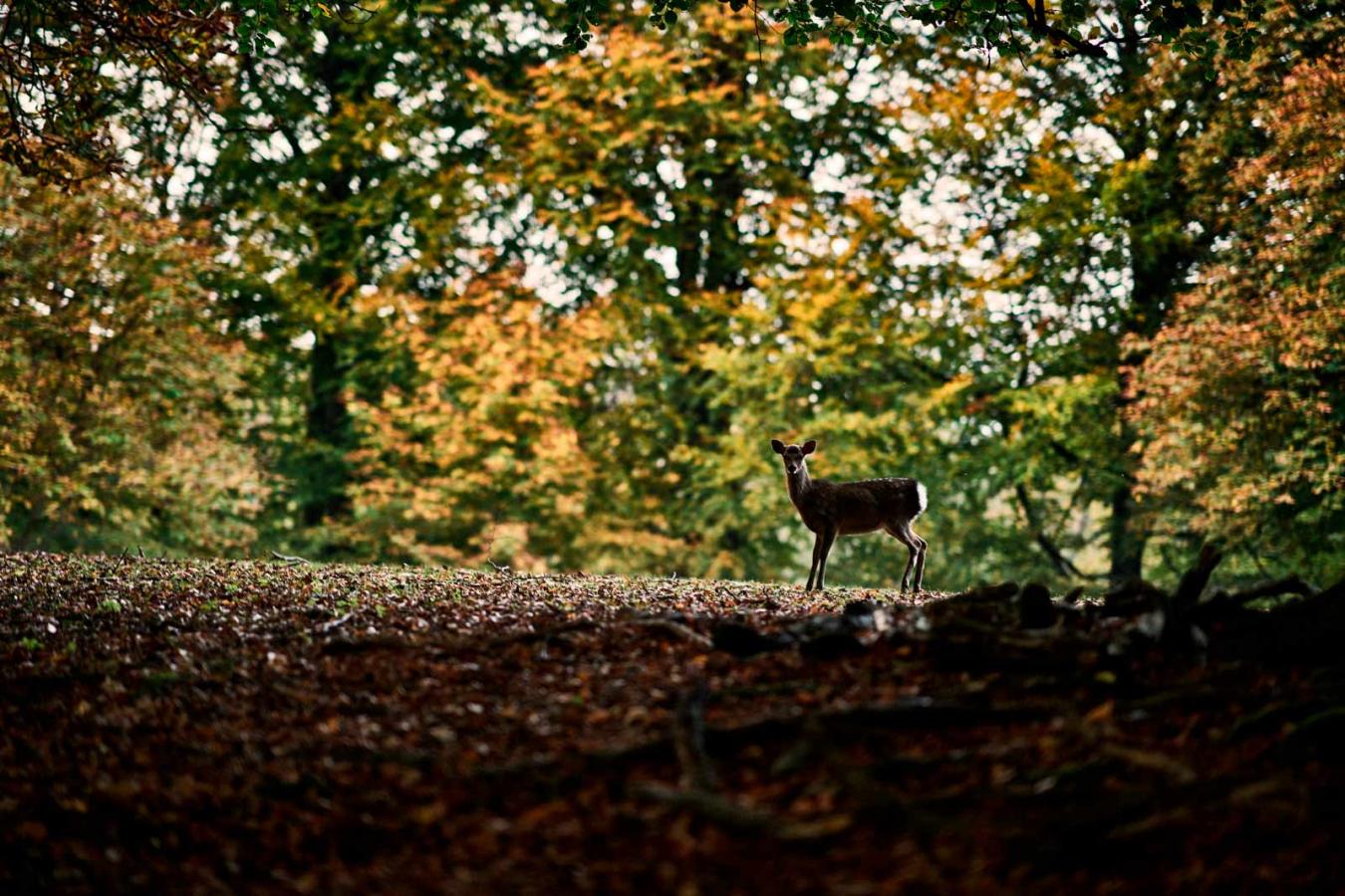 The Deer Park in Aarhus