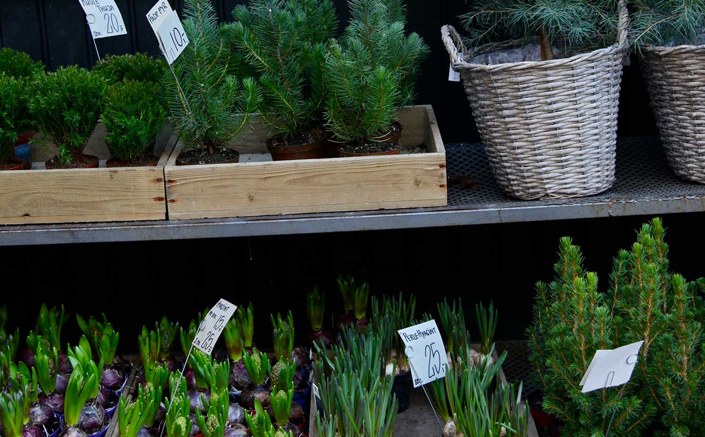 Juleblomster på marked, Aarhus