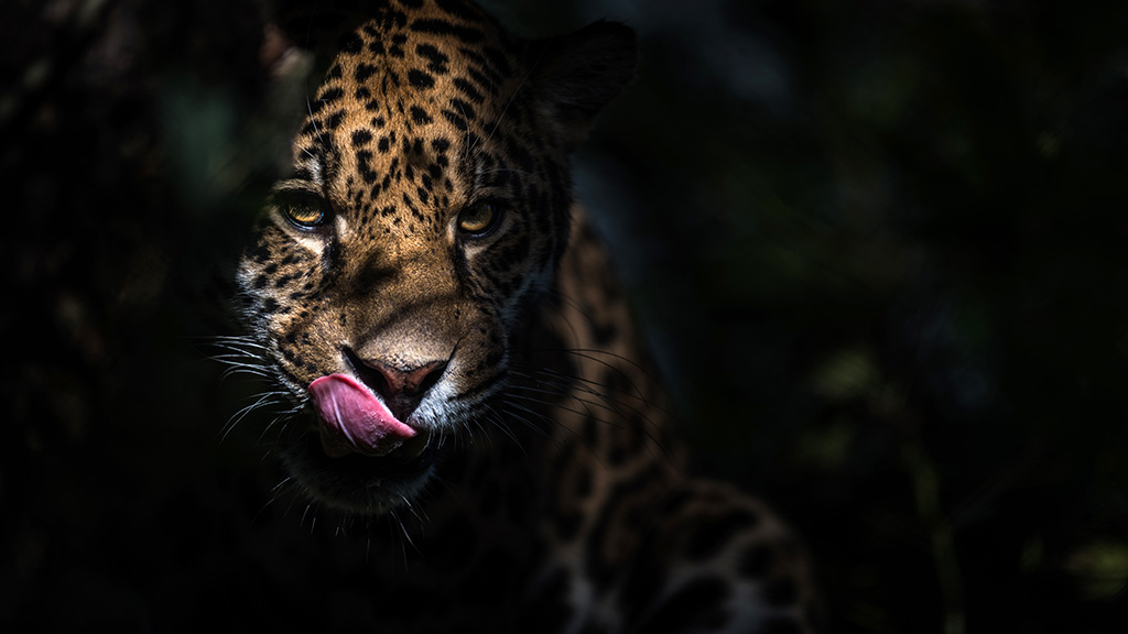 Randers Regnskov jaguaren Balam