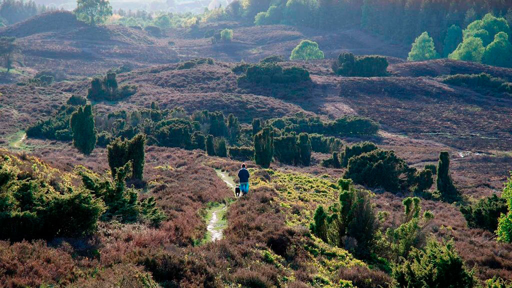 Hærvejen gennem Dollerup Bakker ved Viborg
