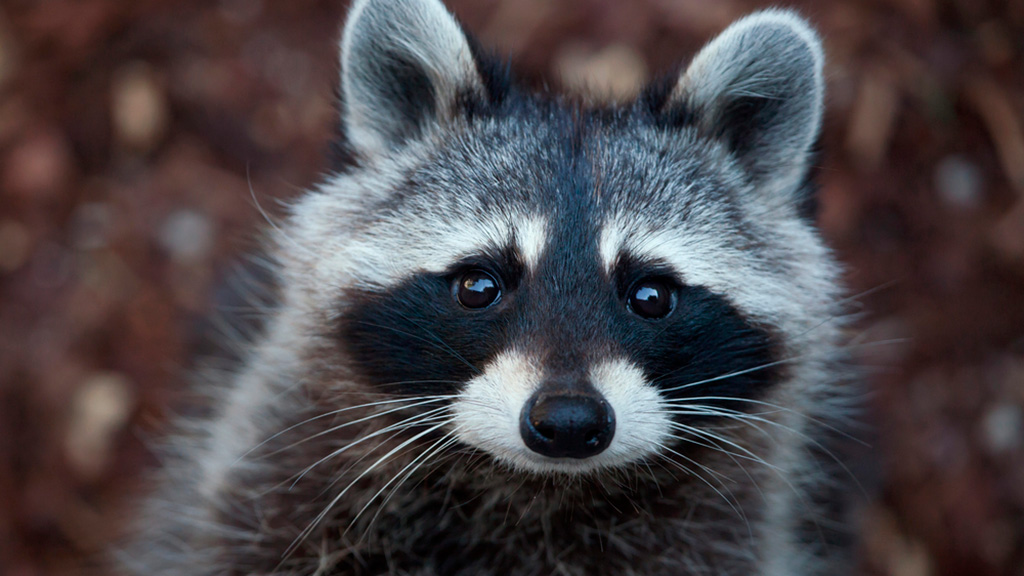 Vaskebjørn i AQUA Akvarium & Dyrepark Silkeborg