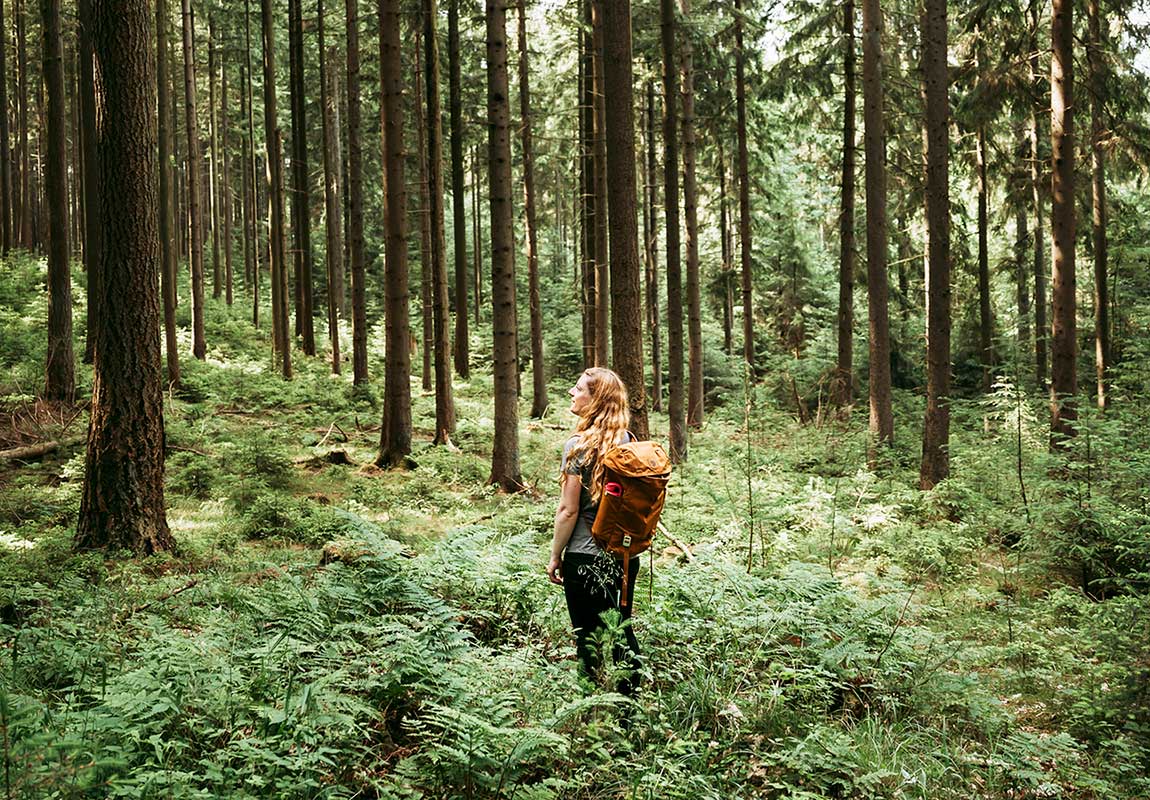 Hiking in the Silkeborg Forests in Denmark