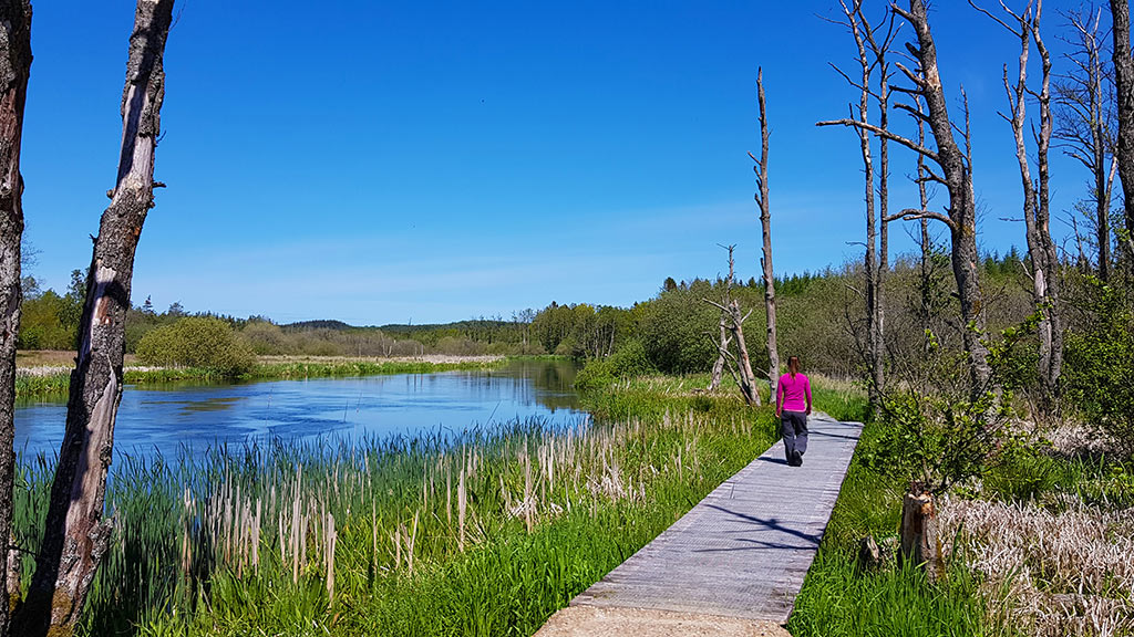Trækstien ved Silkeborg