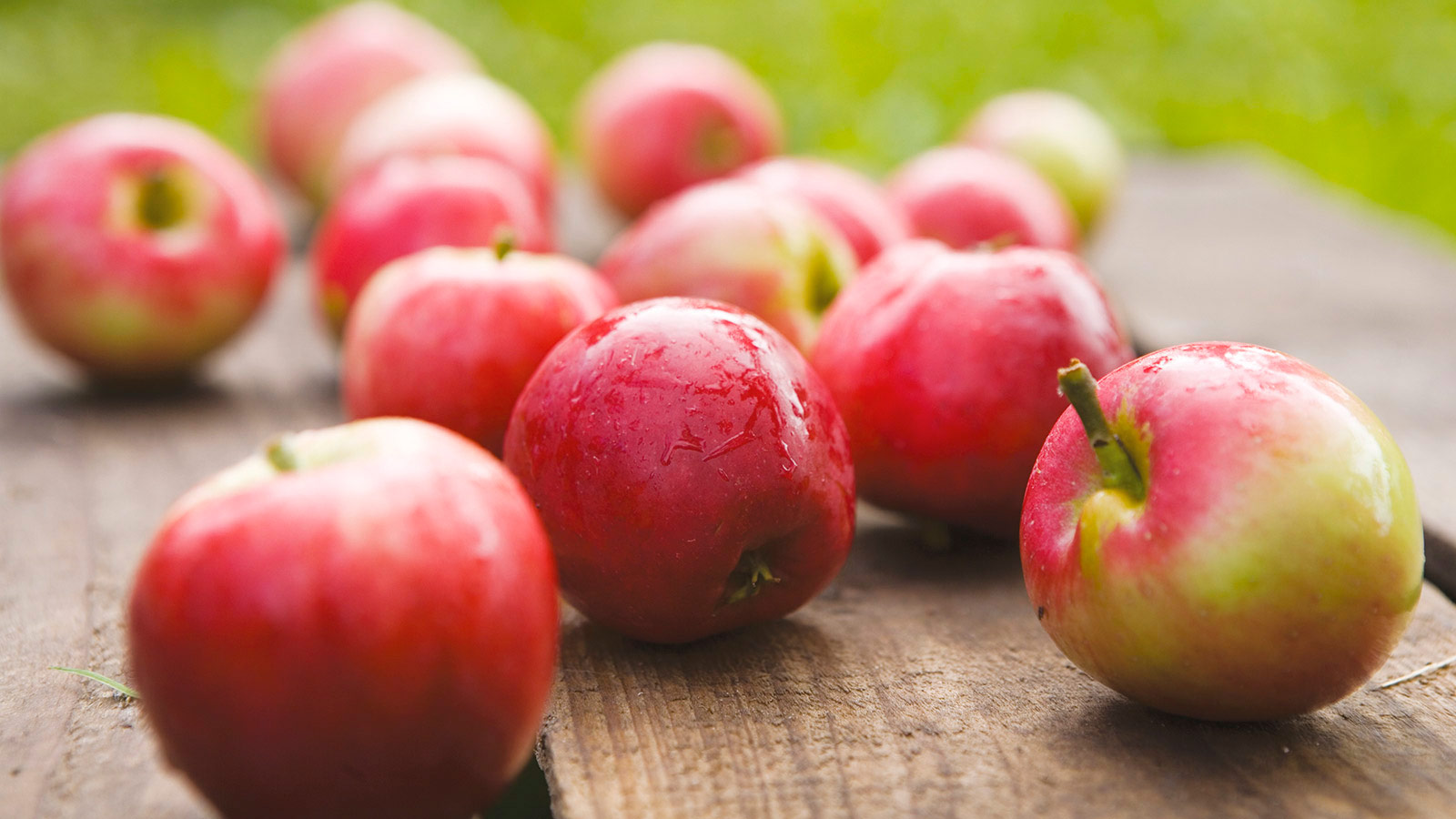 Æbler og høst i Aarhusregionen