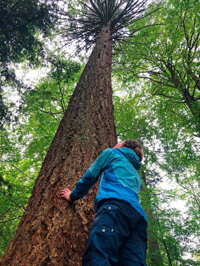 Nordens højeste træ med Maria CurlyCamper