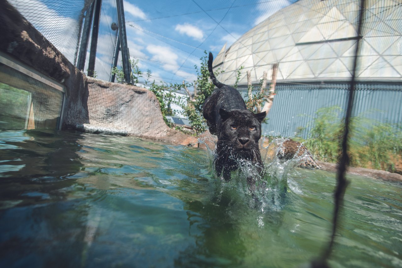 Jaguar i Randers Regnskov