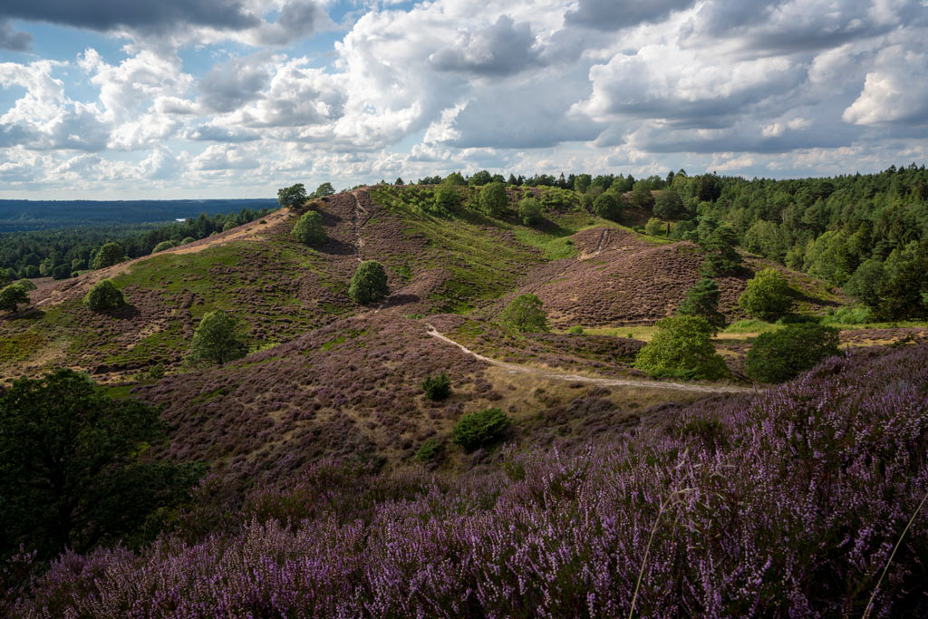 Lyng ved Sindbjerg Stovbjerg i Silkeborg