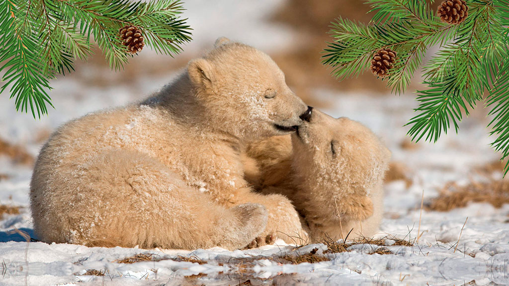 Julehygge for Isbjørneunger i Skandinavisk Dyrepark
