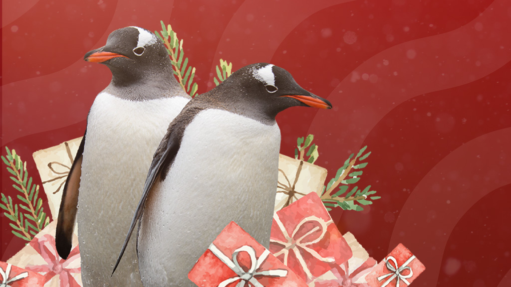 Julehygge for pingviner i Kattegatcentret