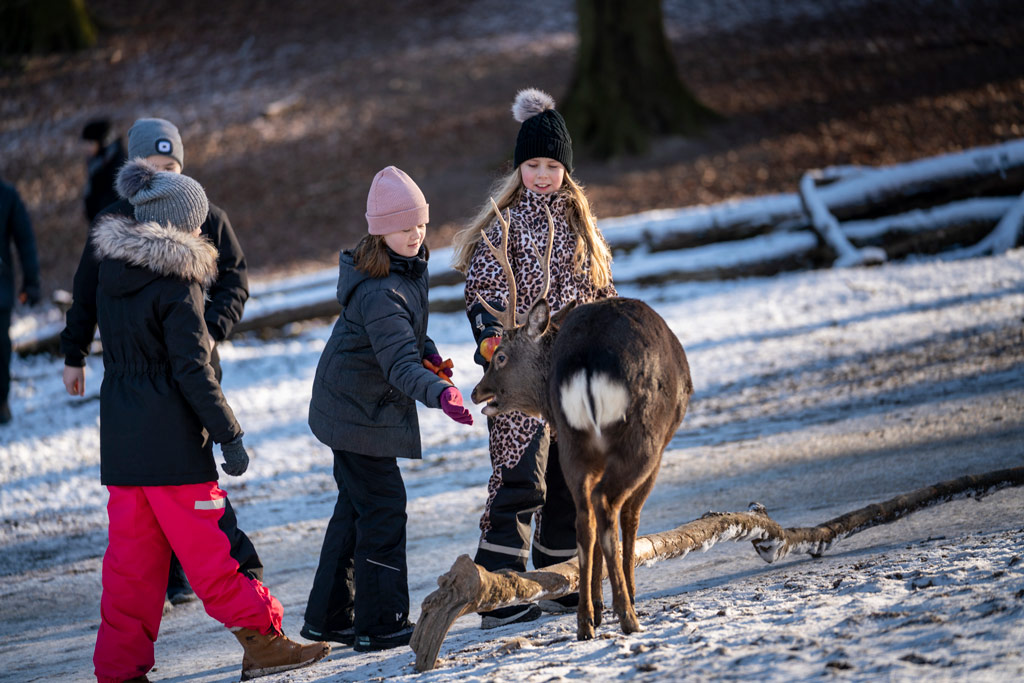 Vinter i dyrehaven i Aarhus