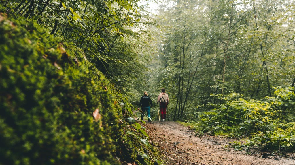 Vandring i Silkeborgskovene