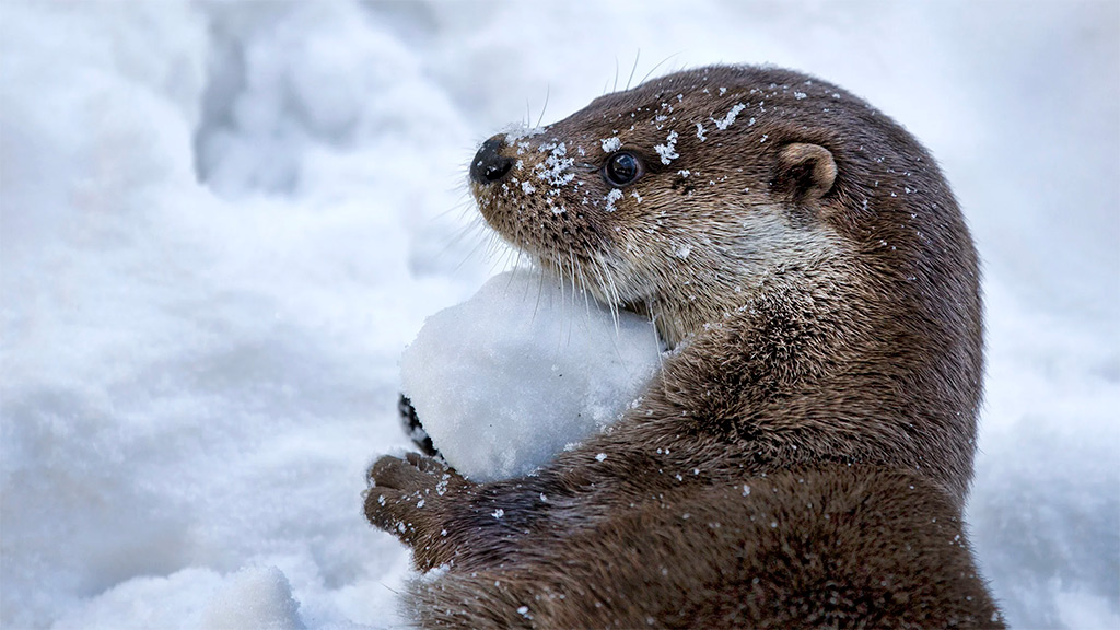 Vinterferie i AQUA Akvarium og Dyrepark