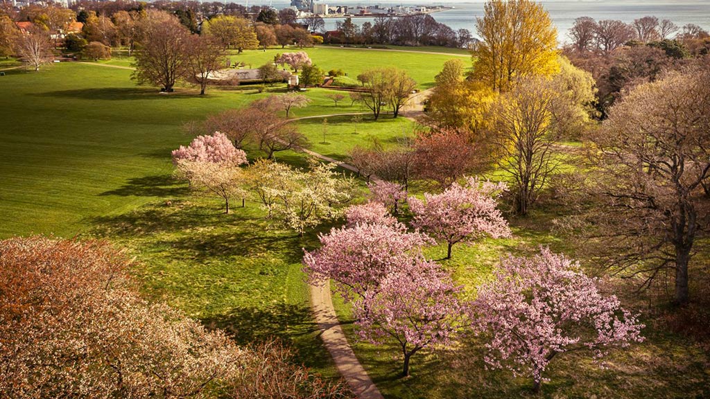 Kirsebærtræer springer ud i Mindeparken i Aarhus