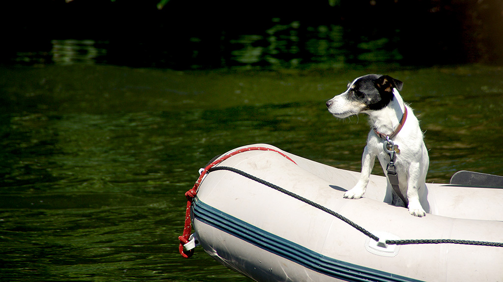 Hund sejler i båd