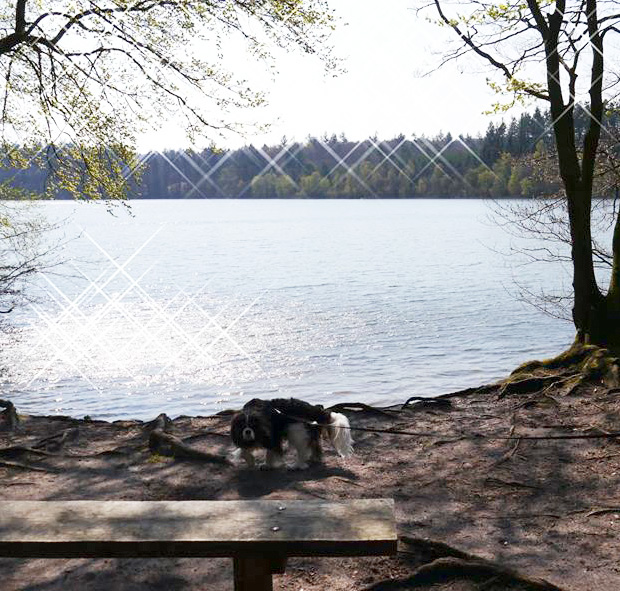 Vandre med hund i Silkeborg