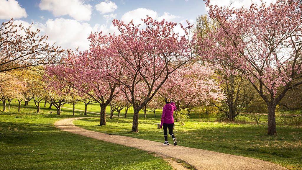 Forår og japanske kirsebær i Mindeparken i Aarhus