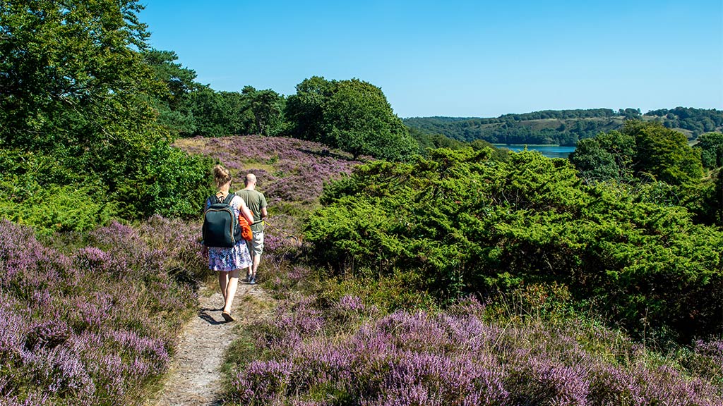 Lyngen springer ud i Dollerup Bakker