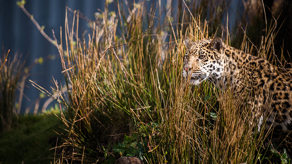 Chica i Randers Regnskov