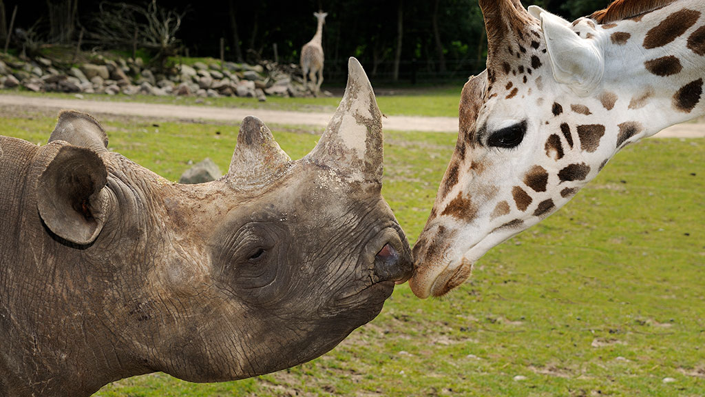 Næsehorn og giraffen hilser på hinanden i Ree Park Safari på Djursland