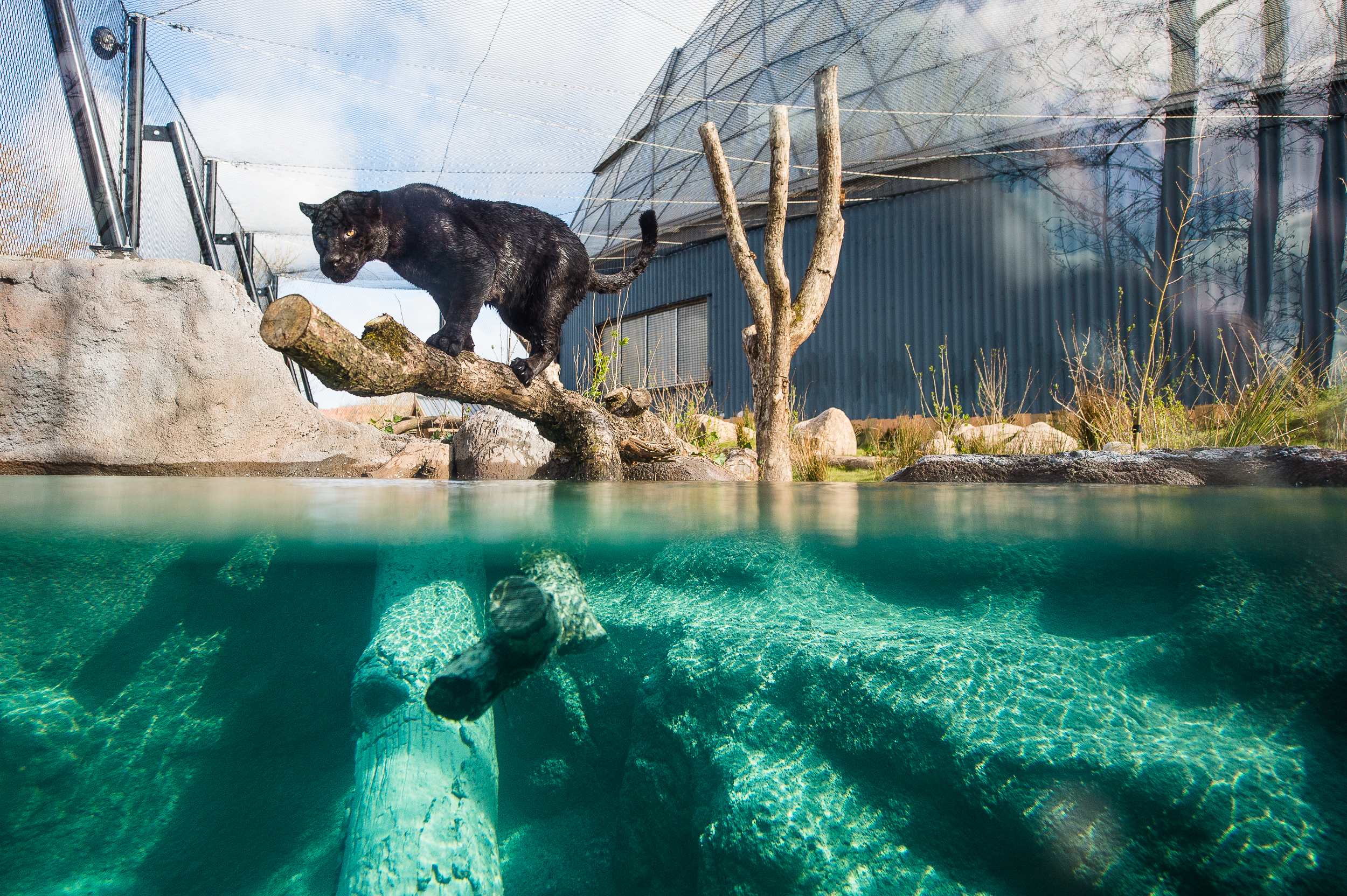Jaguar i Randers Regnskov