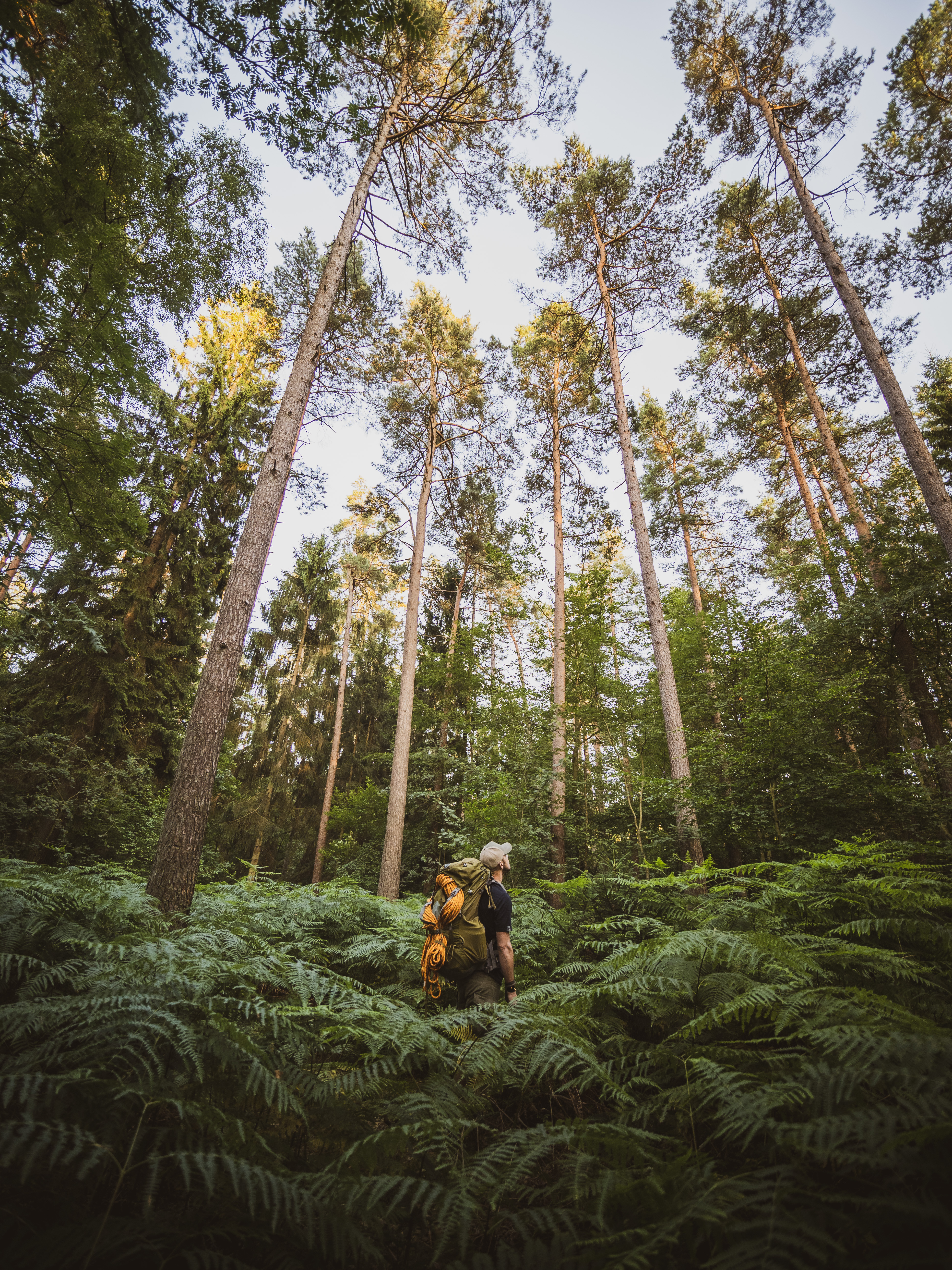 På vandring gennem Silkeborg Skovene