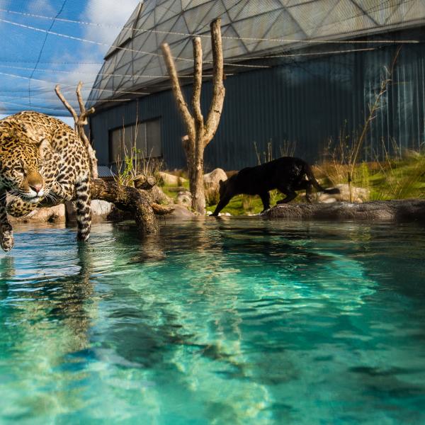 Panter i Randers Regnskov