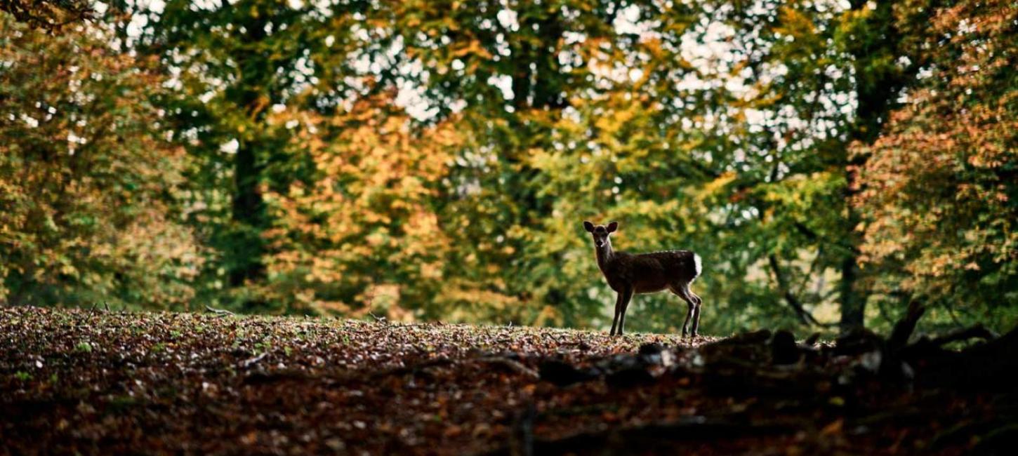 The Deer Park in Aarhus