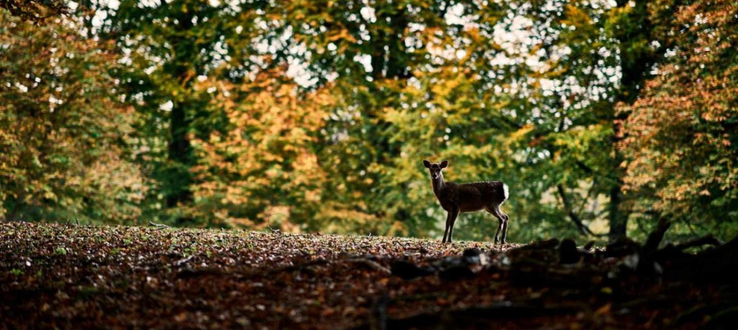 The Deer Park in Aarhus