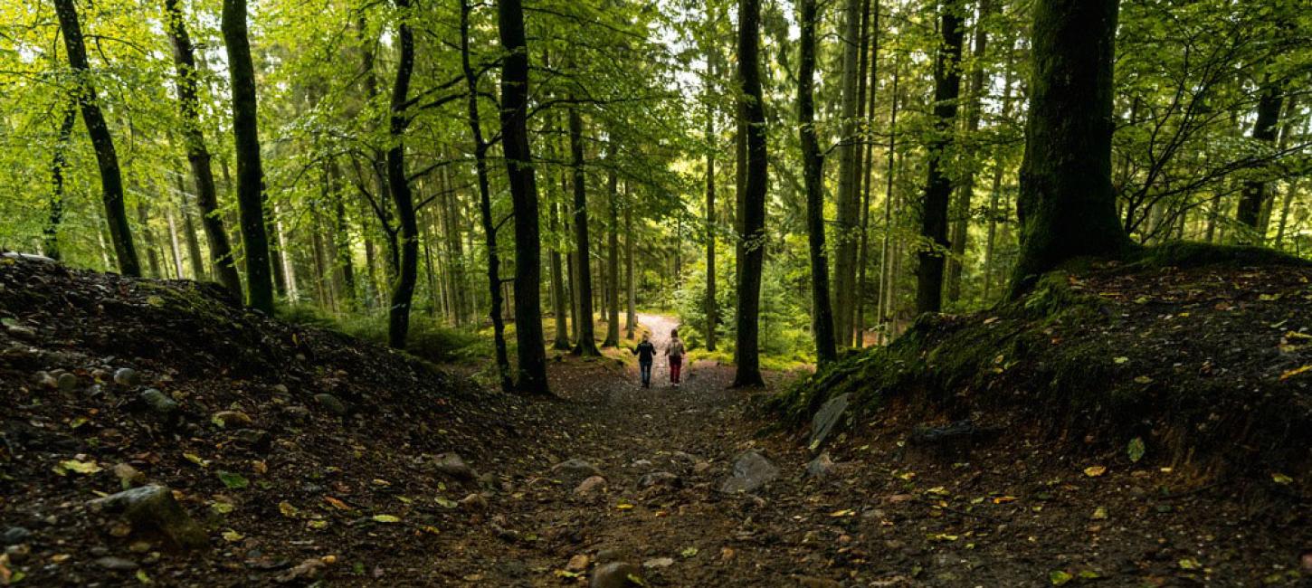 People hiking in the Silkeborg Woods in Denmark