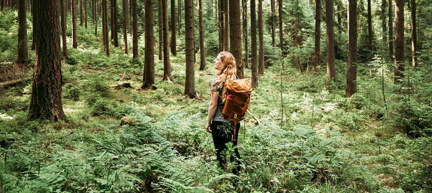 Hiking in the Silkeborg Forests in Denmark