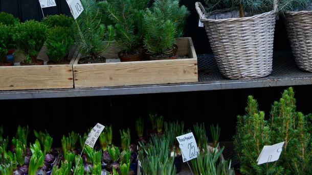 Christmas flowers at the market, Aarhus