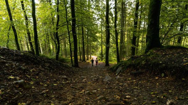 People hiking in the Silkeborg Woods in Denmark