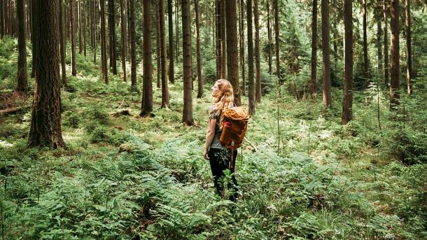 Hiking in the Silkeborg Forests in Denmark