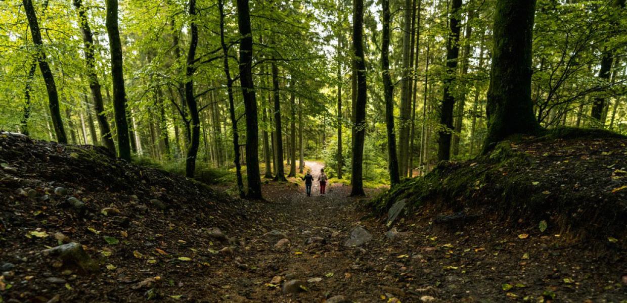 People hiking in the Silkeborg Woods in Denmark