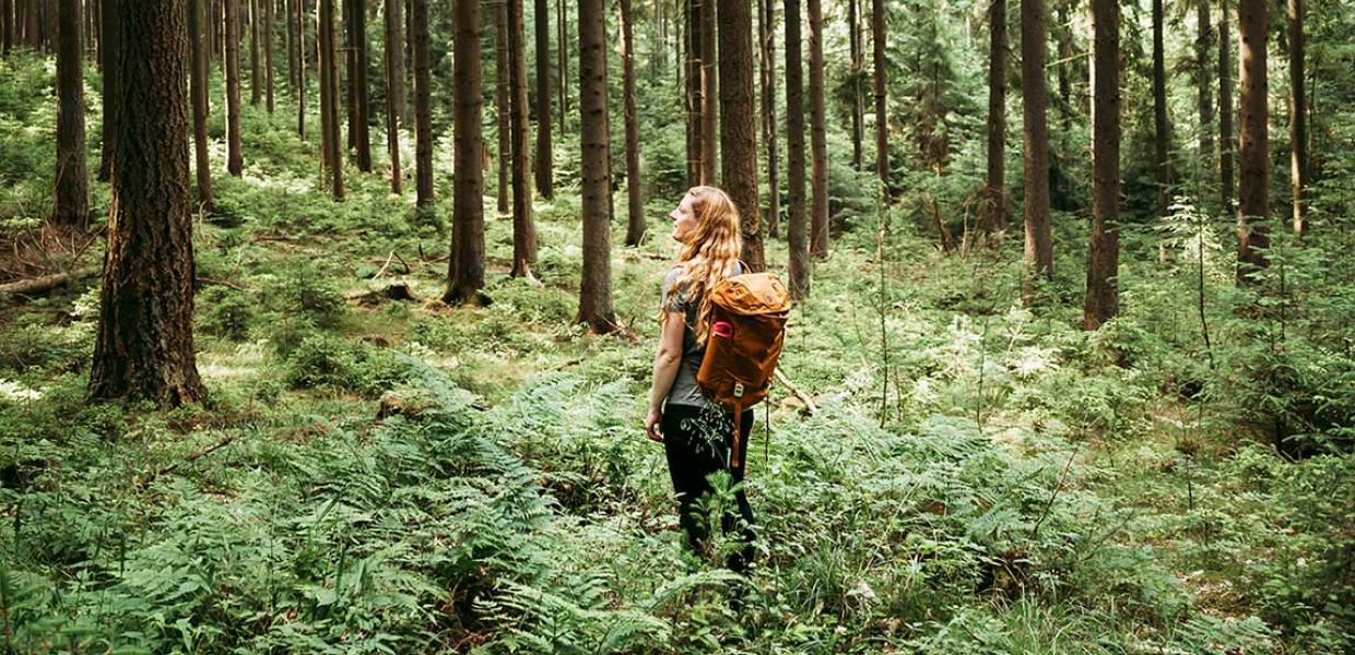 Hiking in the Silkeborg Forests in Denmark
