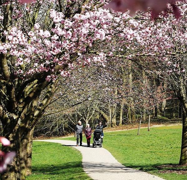 Japanske kirsebærtræer i Marselisborg Mindepark