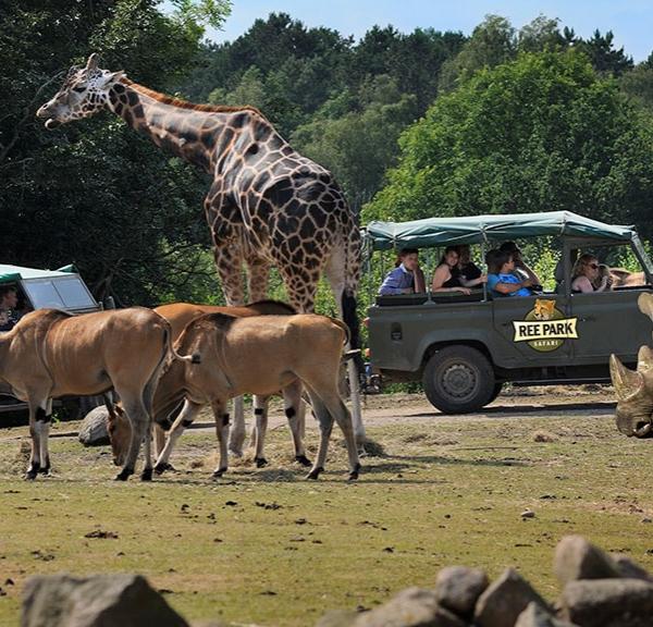 Ree Park Safari