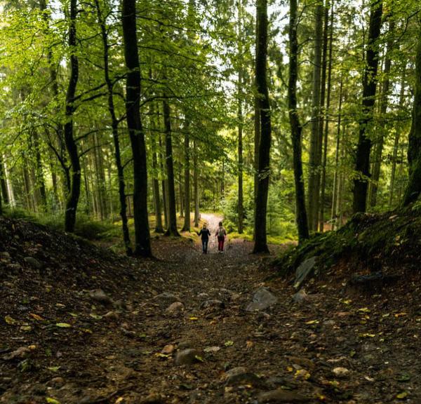 People hiking in the Silkeborg Woods in Denmark