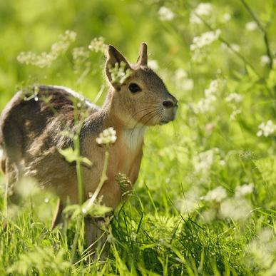 Påskemaraen i Ree Park Safari på Djursland