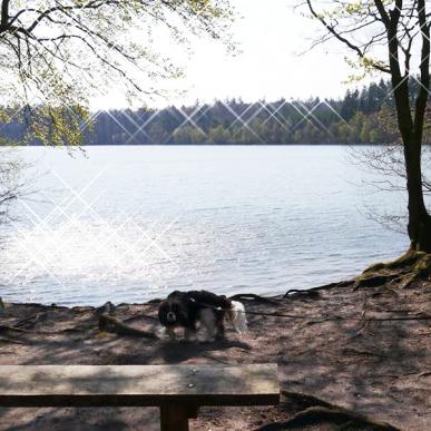 Vandre med hund i Silkeborg
