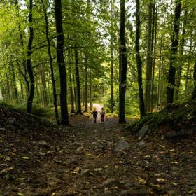 People hiking in the Silkeborg Woods in Denmark