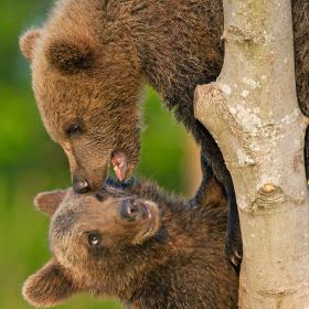 Brunbjørne i Skandinavisk Dyrepark på Djursland