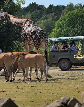 Ree Park Safari