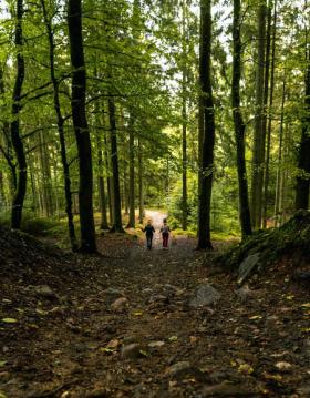 People hiking in the Silkeborg Woods in Denmark