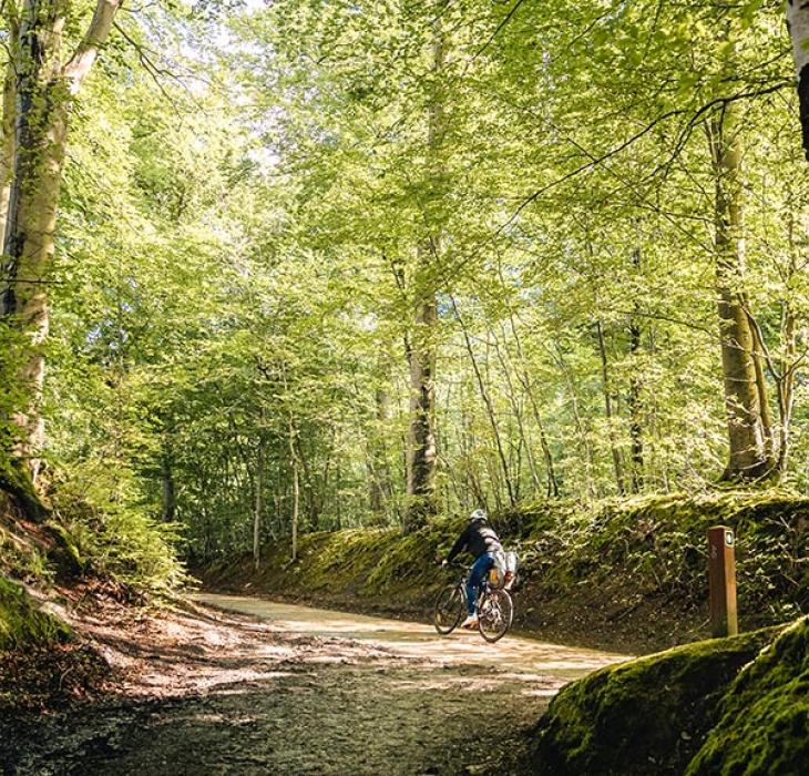 Marselisborg Skov i Aarhus